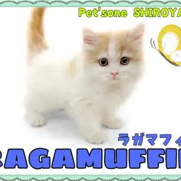 【 ラガマフィン 】初日からゴロゴロ猫エンジン全開!とっても甘えん坊なラガちゃん