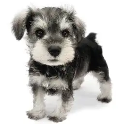 ミニチュア・シュナウザー