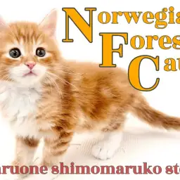 【 ノルウェージャン 】穏やかで甘えん坊!人が好きで将来は膝乗りニャンコになる癒し系の性格!