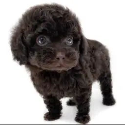 トイ・プードル