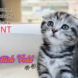 【 スコティッシュフォールド 】まん丸お目々の垂れ耳癒し系ガール