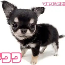 【 チワワ 】生後59日で480g！小さめサイズの女の子が埼玉浦和に登場！