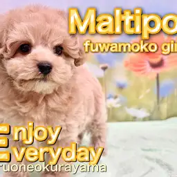 【 マルプー 】お店に来て10日目!可愛いさ溢れる女の子に成長中!