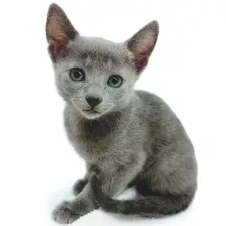 ロシアンブルー