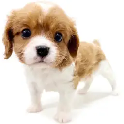 キャバリア・キングチャールズ・スパニエル