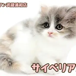 【 サイベリアン 】ダイリュートキャリコカラーの女の子が埼玉浦和に登場！