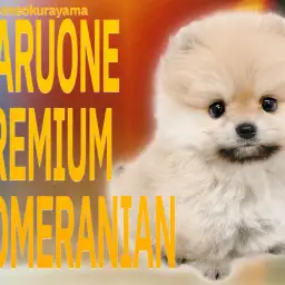 【 ポメラニアン 】健康状態バッチリ!究極の可愛さに悶絶寸前のプレミアムワンコ!