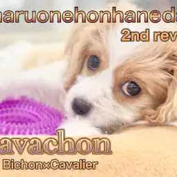 【 キャバション 】パパとママどちらに似てきた?!2回目のワクチン終了!