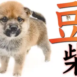 【 豆柴 】5kgと最小クラスの両親を持つ容姿と仕草を見ればアナタも柴マニア!