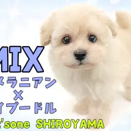 【 MIX 】見てるだけで癒される！最強に可愛いポメプーちゃん降臨