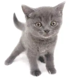 ブリティッシュショートヘア