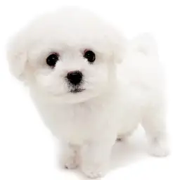 ビションフリーゼ