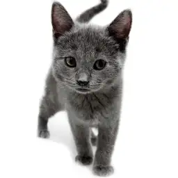 シャルトリュー