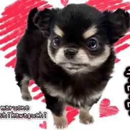 【 チワワ 】超絶爆毛ちーたん!愛らしいベビーフェイスと艶やかな被毛を纏って登場