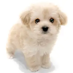 MIX（マルチーズ×トイプードル）