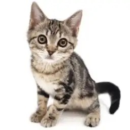 アメリカンショートヘア