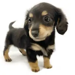 カニンヘン・ダックスフント