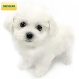 ビションフリーゼ