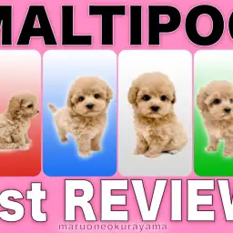 【 MIX 】初めての方に是非！マルチーズとトイプードルから誕生した美少女！