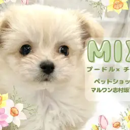 【 プーチワ 】上目遣いでみんなの心を鷲掴み!最強遺伝子のMIX犬が板橋に登場!