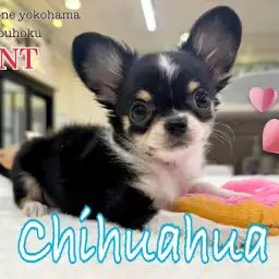 【 チワワ 】特徴的な手袋がチャームポイント！小さめチワワの男の子がやって来た！