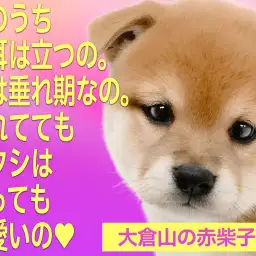【 柴犬 】環境慣れ抜群な鮮やかな赤毛の女の子！パピー期ならではのタレ耳！