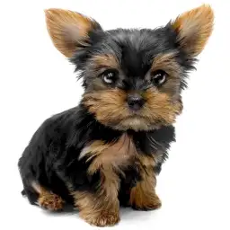 ヨークシャーテリア