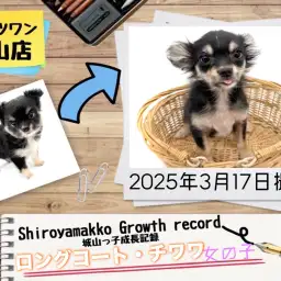 【 チワワ 】 チワワの城山っ子成長報告！2025年3月17日