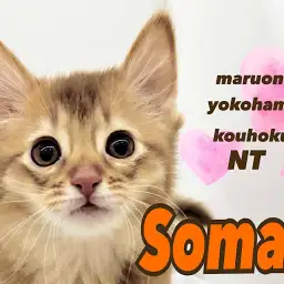 【 ソマリ 】環境馴れ抜群！太陽の様なカラーとスレンダーな美ボディ猫さん