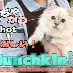 【 マンチカン 】優雅さも愛嬌もレベルアップ!短足猫の魅力に迫る2ndブログ!