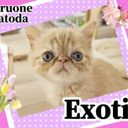 【 エキゾチック 】可愛さがぎゅっと詰まった鼻ぺちゃにゃんこが北戸田店に初登場！