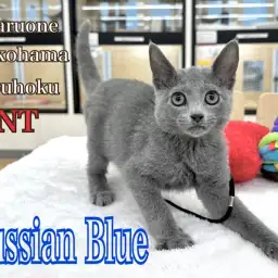【 ロシアンブルー 】ギャップ萌えに注意!生後3ヶ月のロシブルの男の子