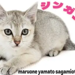 【 シンガプーラ 】小さな体に秘めた大きな愛情を持ったギャップにゃんこ登場!