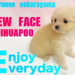 【 MIX 】トイプードル×チワワのちびっこチワプーちゃんが仲間入り!