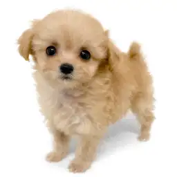 MIX（トイプードル×チワワ）