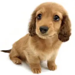 ミニチュア・ダックスフント