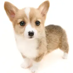 ウェルシュコーギーペンブローク