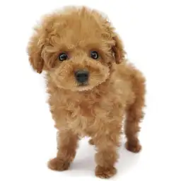 トイ・プードル