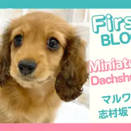 【 ミニチュアダックスフント 】抱っこ好きで慈しみ溢れるダックスが板橋区に登場!