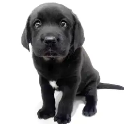 ラブラドールレトリバー