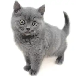 ブリティッシュショートヘア