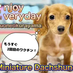 【 ミニチュアダックスフント 】明日は2回目のワクチン!フレンドリーな乙女ちゃん!