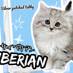 【 サイベリアン 】美しさ抜群の被毛！人懐っこさも兼ね備えた激カワにゃんこ！