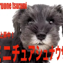 【 ミニチュア・シュナウザー 】パパはJKCのJrチャンピオンの愛らしい女の子!