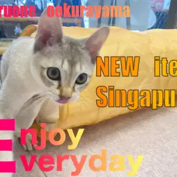 【 シンガプーラ 】NEWアイテム!キャットトンネルで遊ぼう!!