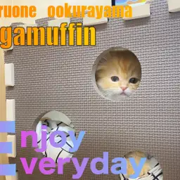 【 ラガマフィン 】出れそうで・・出れにゃい！！でも諦めにゃいラガちゃん！