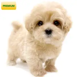 MIX（トイプードル×マルチーズ）