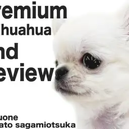 【 チワワ 】プレミアムな愛らしさは絶対的!小柄でマズルの短さと顔つきは抜群です