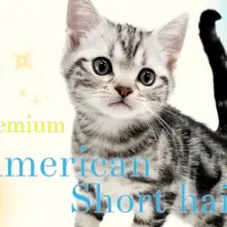 【 アメリカンショートヘア 】ルックス性格柄全て良し！プレミアム認定にゃんこ！