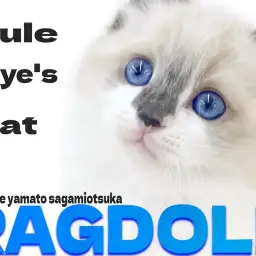 【 ラグドール 】濃く美しいサファイアブルーの瞳を持つ!甘えん坊にゃんこ